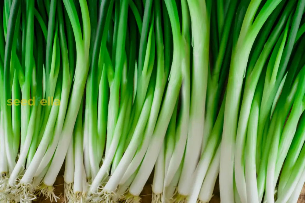 Young scallion seedlings sprouting in soil