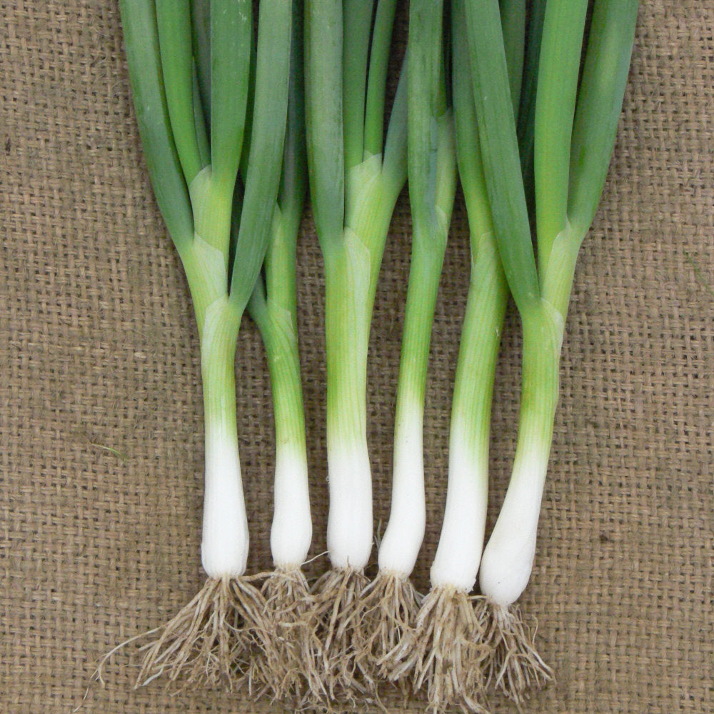 Scallion seeds growing guide