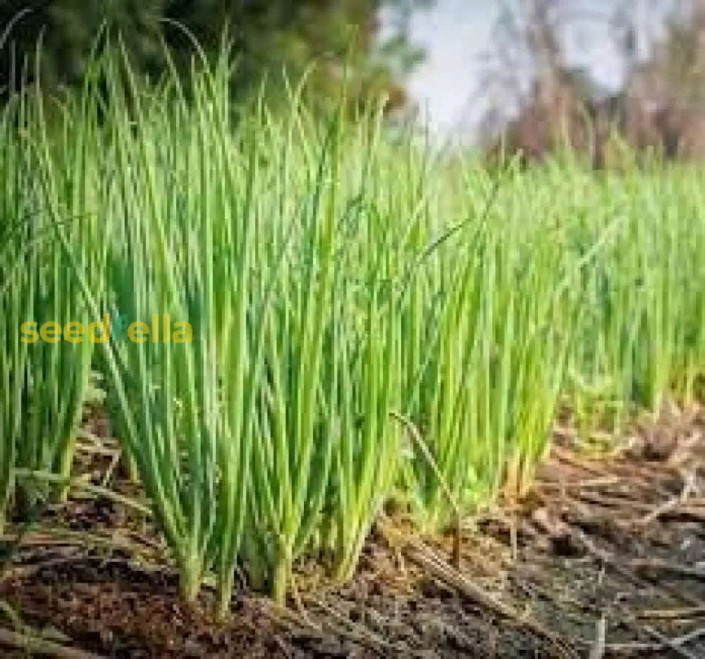 Scallion Vegetable Seeds  Perfect For Planting Seeds