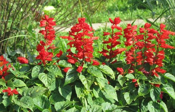 Scarlet Sage plants grown from seeds with brilliant red blooms