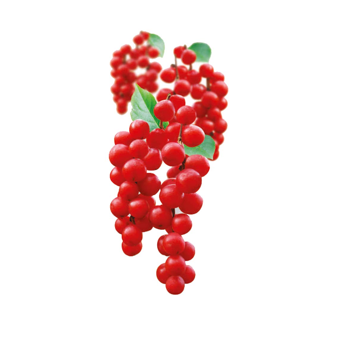 Schisandra chinensis seedlings sprouting