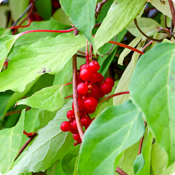 Schisandra seeds Schisandra chinensis Wu-wei-zi hardy climbing vine with red berries
