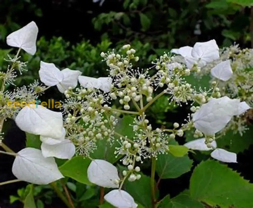 Schizophragma Plant Seeds For Easy Planting Seeds