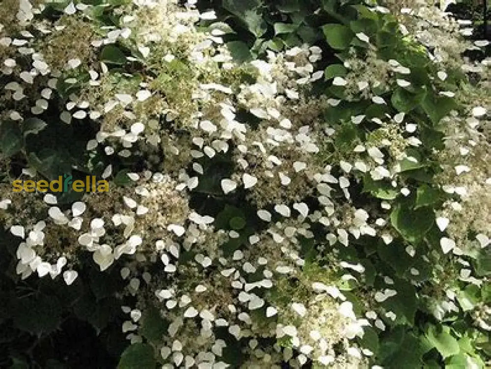 Schizophragma Plant Seeds For Easy Planting Seeds