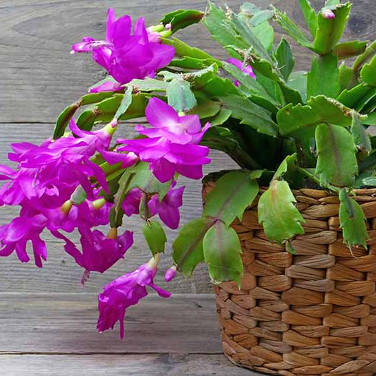 Schlumbergera Christmas Cactus with purple flowers
