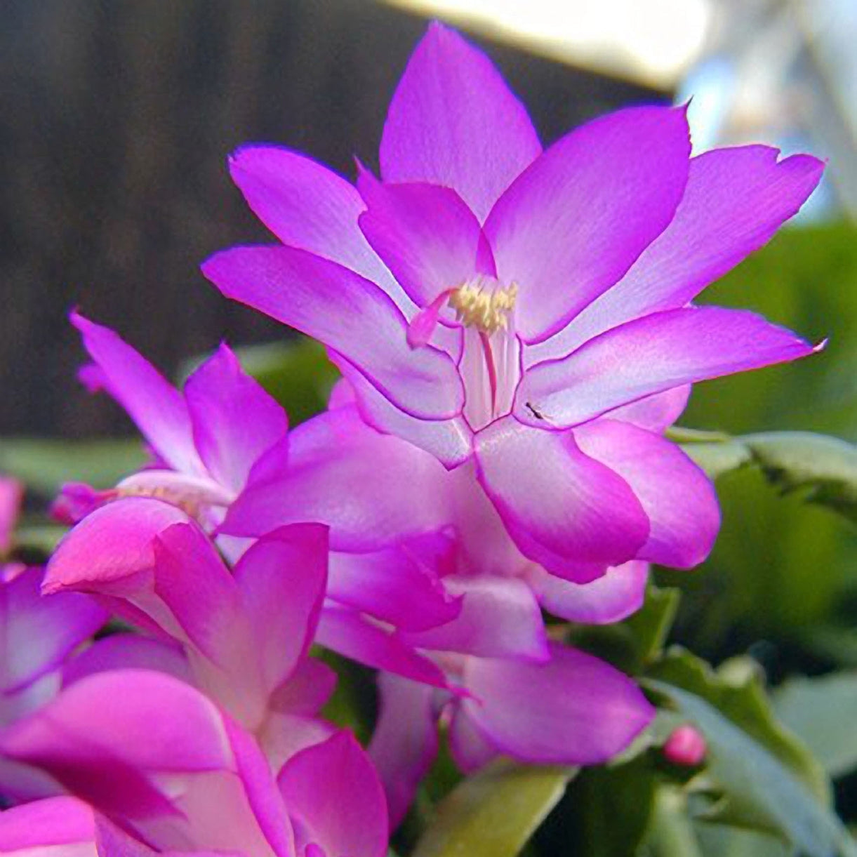 Close-up of Purple Schlumbergera blooms