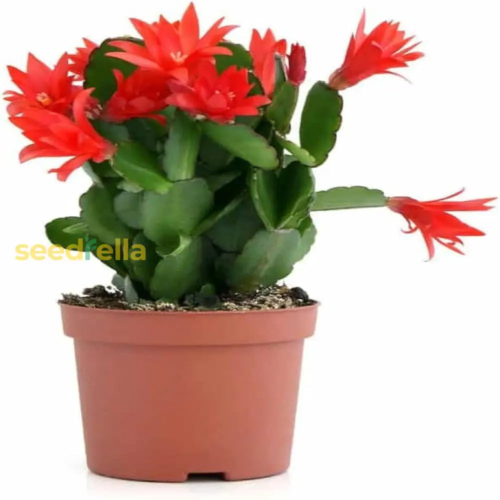 Schlumbergera Flower Planting Seeds Red  Seed For Vibrant Blooms Perfect Indoor Or Outdoor