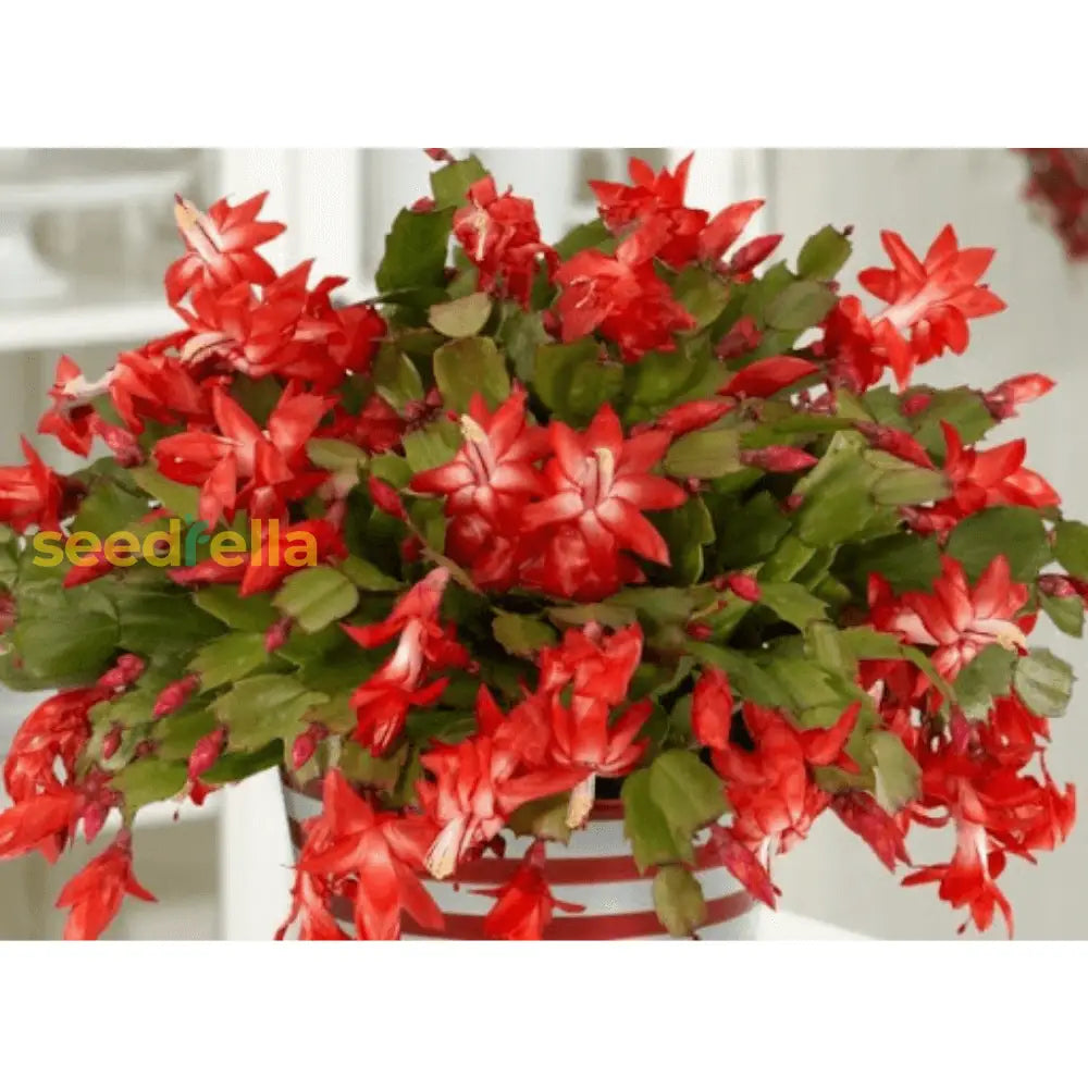 Schlumbergera Flower Planting Seeds Red  Seed For Vibrant Blooms Perfect Indoor Or Outdoor