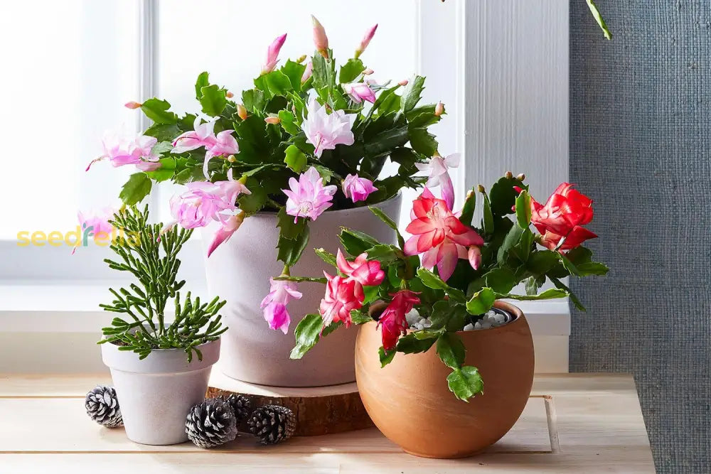 Schlumbergera Flower Seeds Planting For Festive Blooms - Seed Lively Holiday Decorations In Your