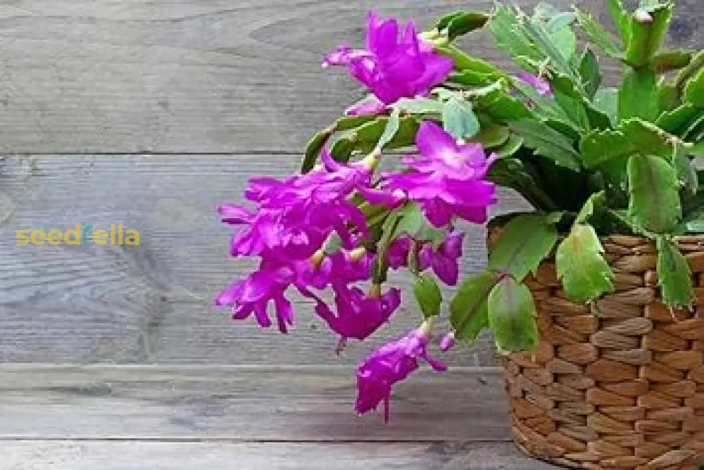 Schlumbergera Flower Seeds Purple Planting - For Vibrant And Eye-Catching Blooms In Your Garden