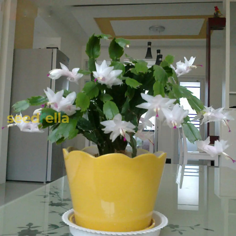 Schlumbergera Flower White Planting - Seed For Beautiful And Elegant Blooms In Your Garden Seeds