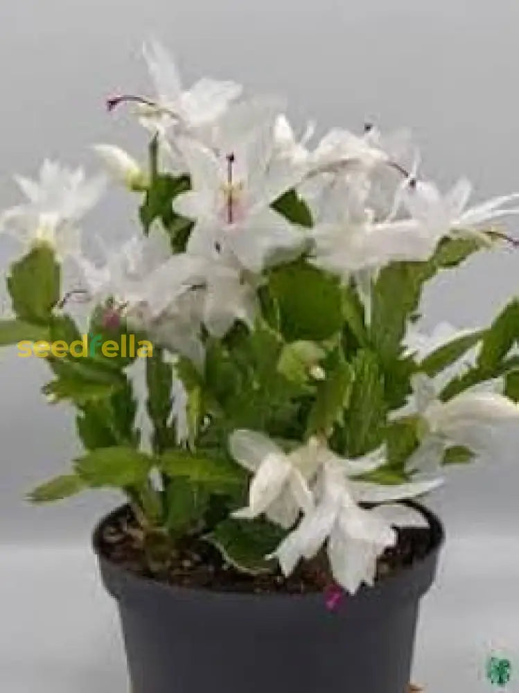 Schlumbergera Flower White Planting - Seed For Beautiful And Elegant Blooms In Your Garden Seeds