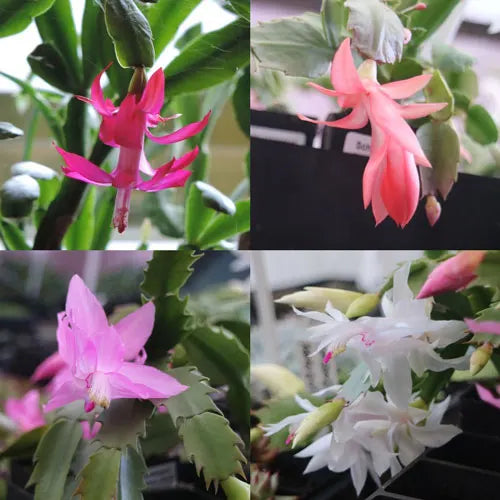 Rainbow Schlumbergera growing in hanging pot