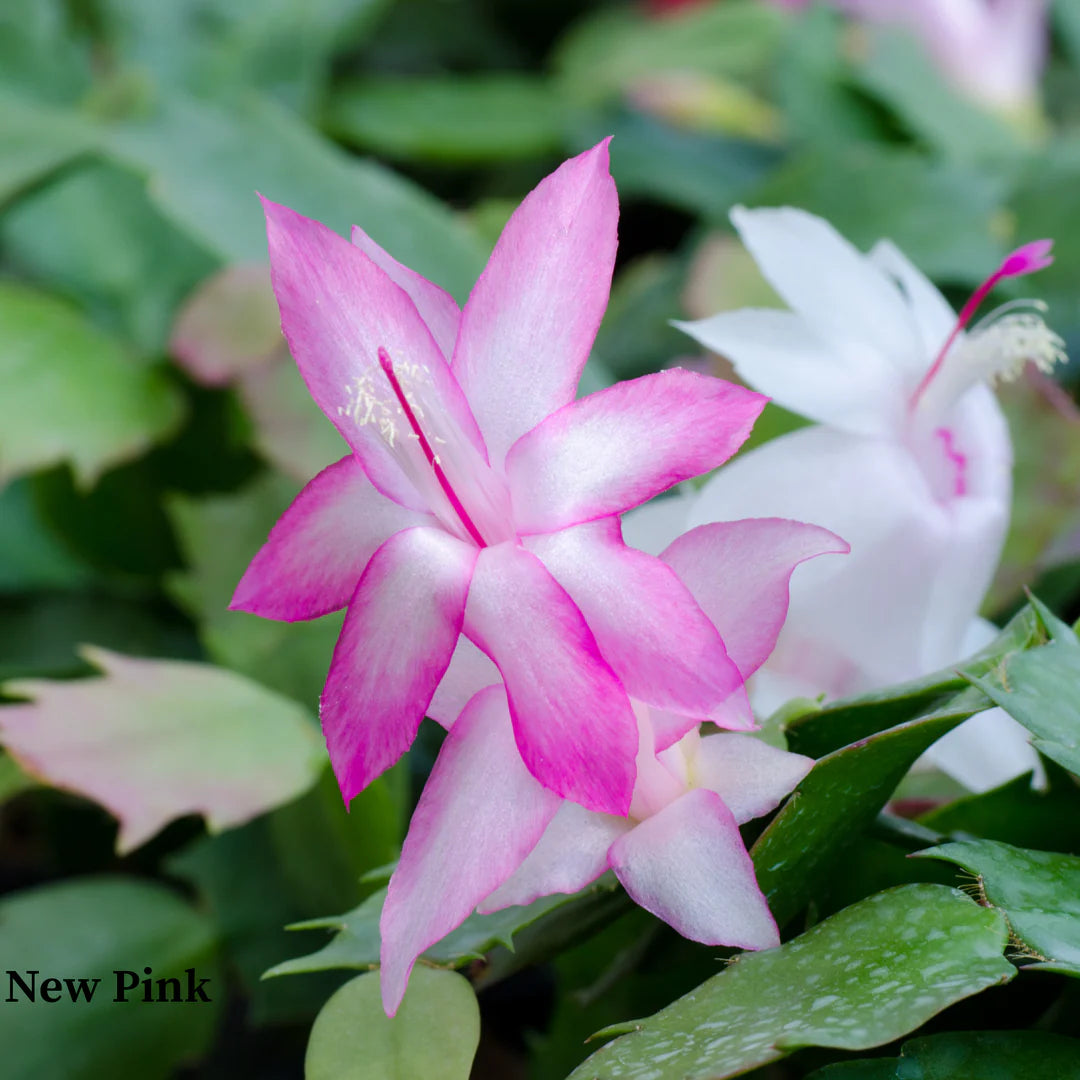 Yellow Schlumbergera Plants in Pots