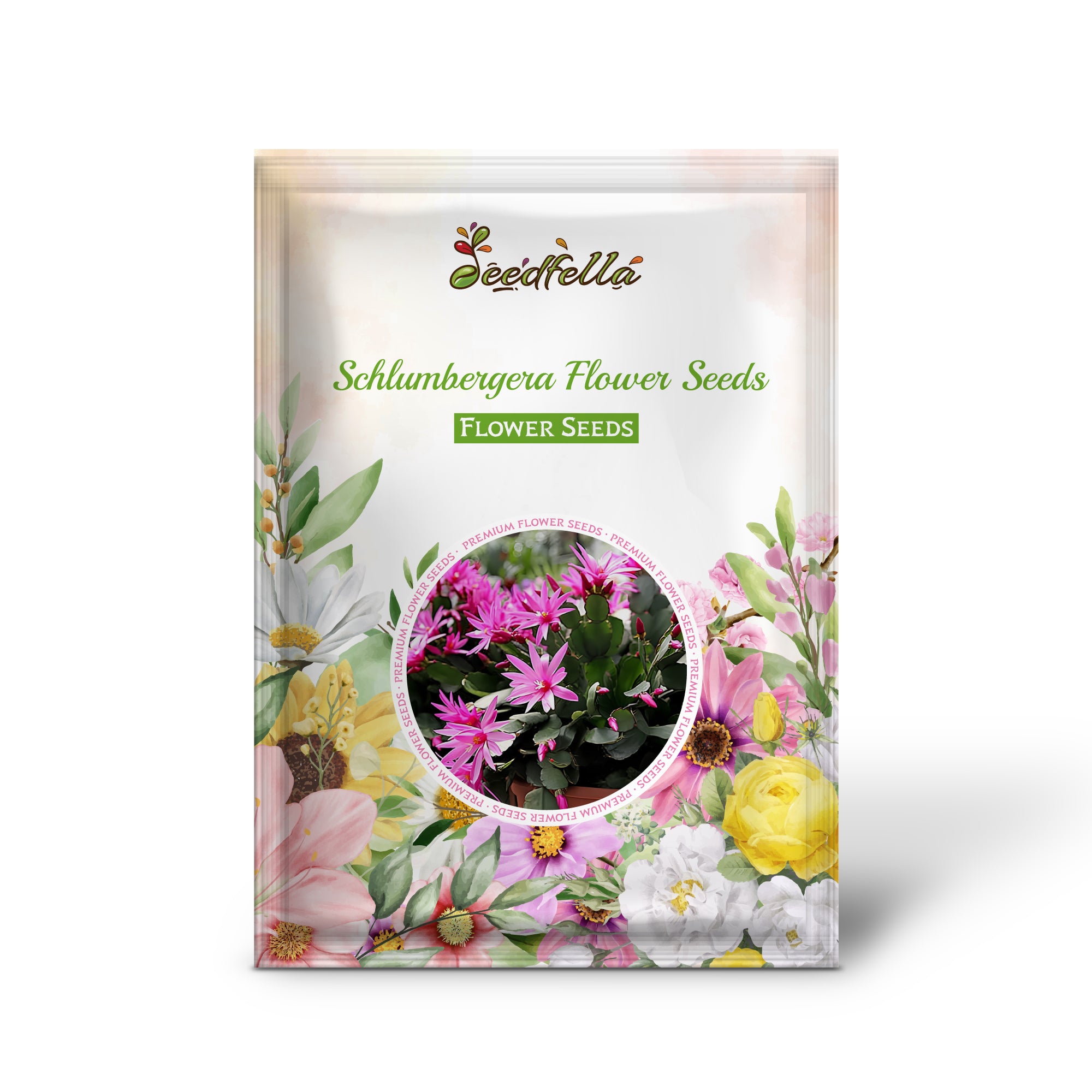 Purple Schlumbergera flowers in full bloom