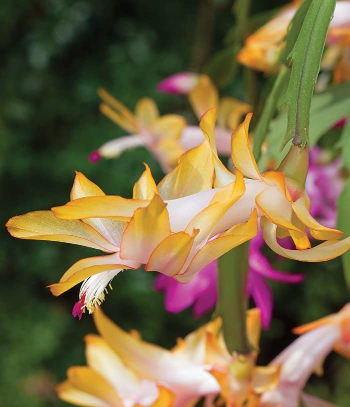 Easy to grow Yellow Schlumbergera seeds for indoor pots
