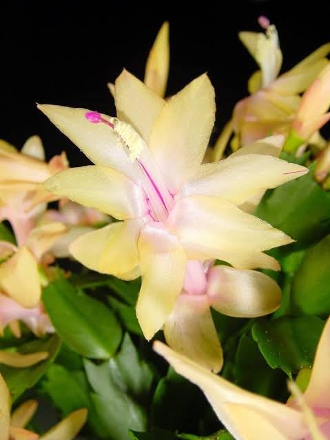 Yellow Schlumbergera seeds for containers and windowsills
