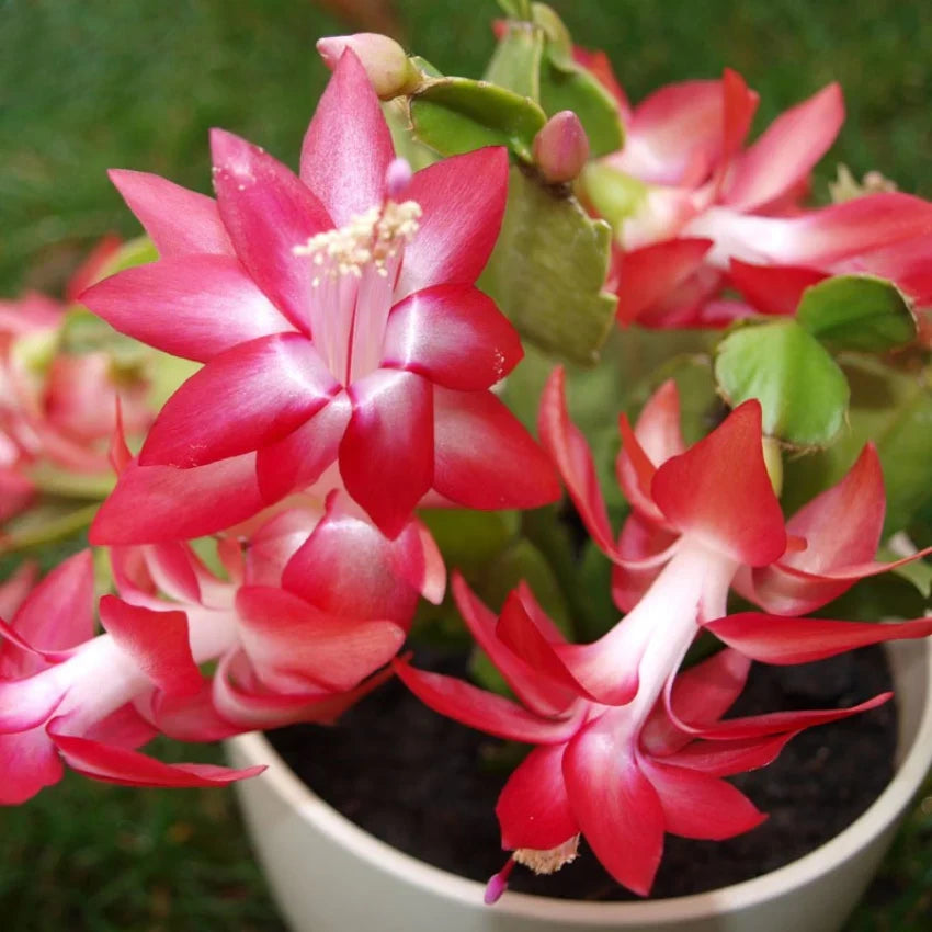 Schlumbergera Truncata Christmas Cactus with Vibrant Pink Blooms