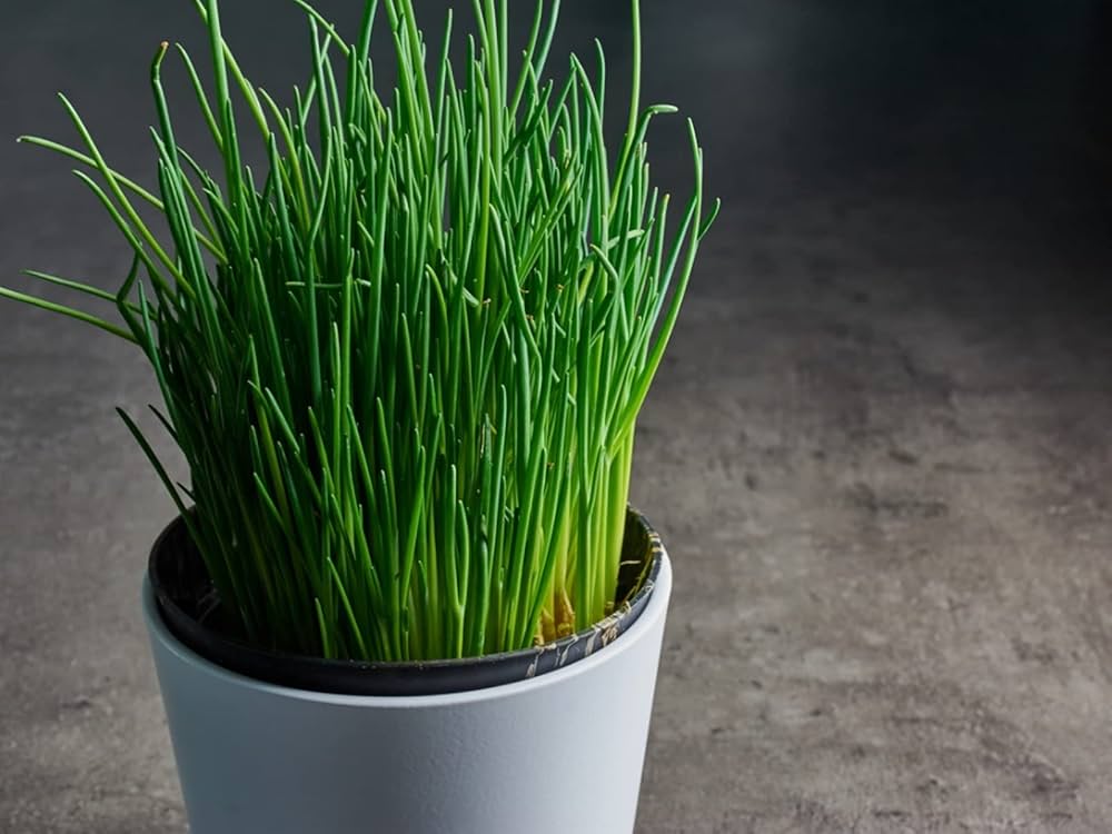 Schnittlauch Chive seeds Allium schoenoprasum ornamental herb