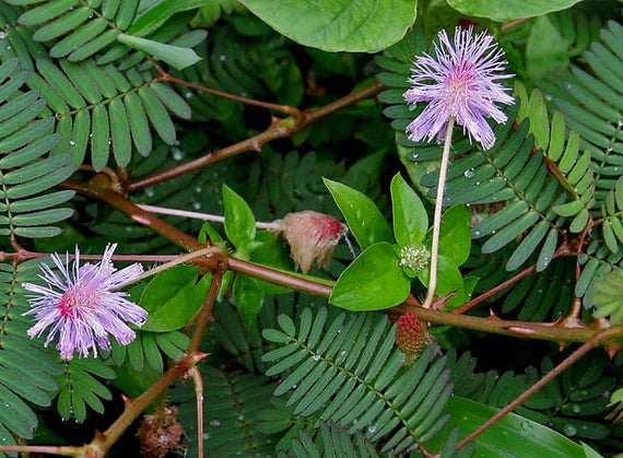 Schrankia plant showing touch-sensitive foliage