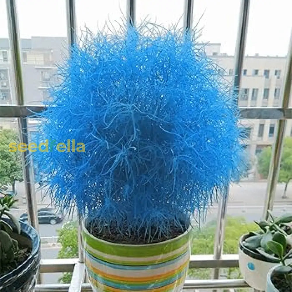 Scoparia Dulcis Seeds for Blue Flower Growth