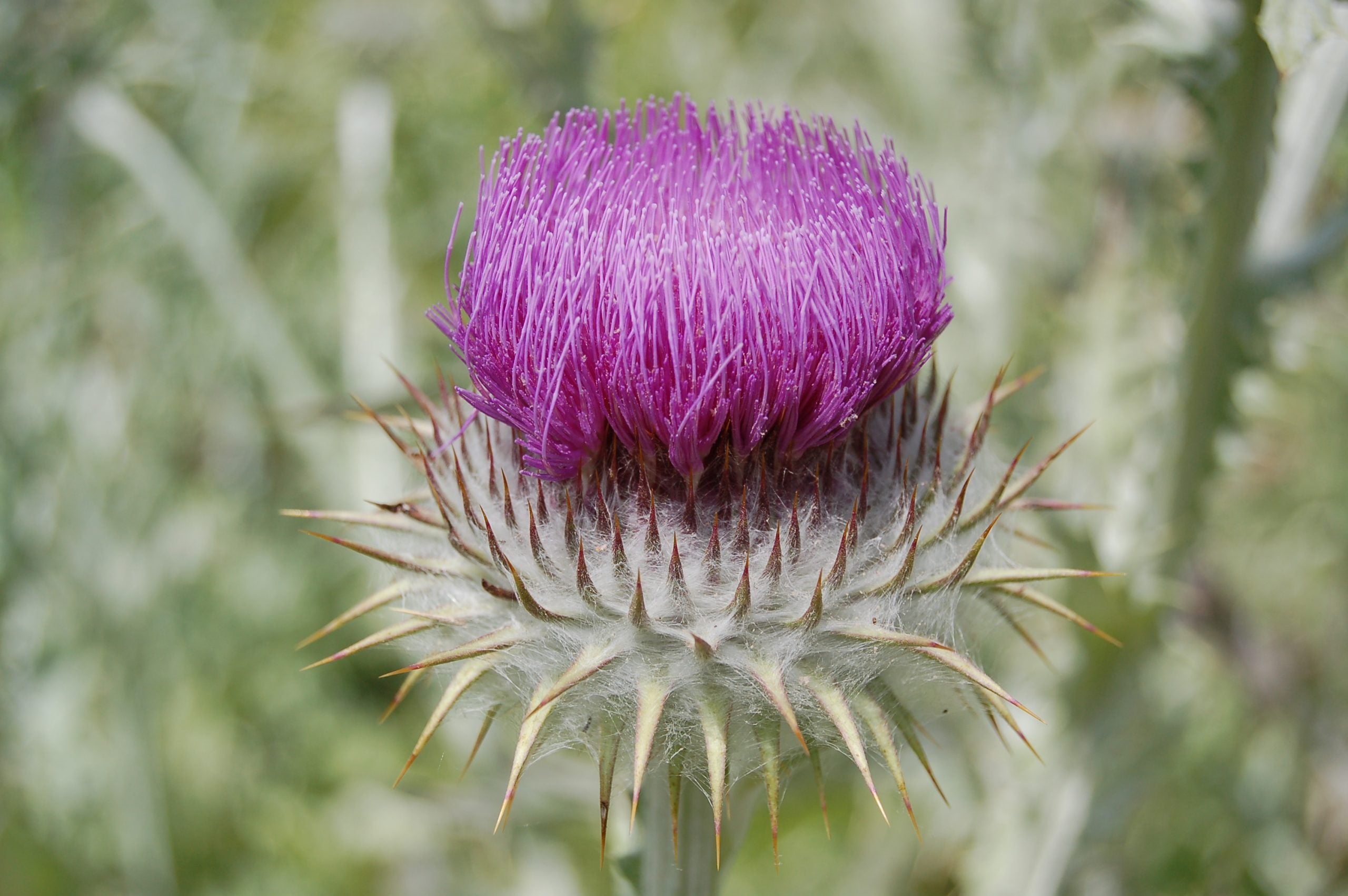 Scotch Thistle flowers blooming in sunny garden