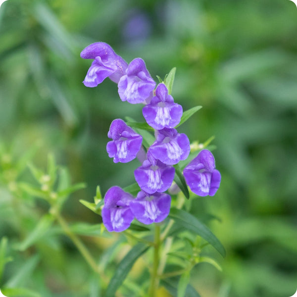 Scullcap seeds Scutellaria lateriflora native blue flowers