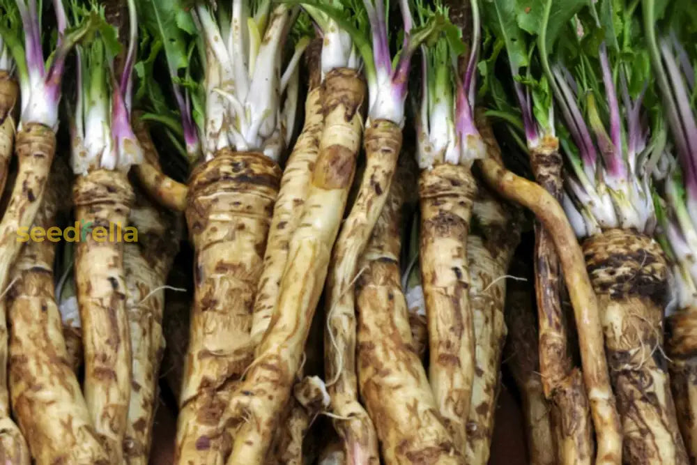 Scurvy Grass seeds for cool climate gardening