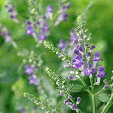 Scutellaria incana showing downy leaves and blooms