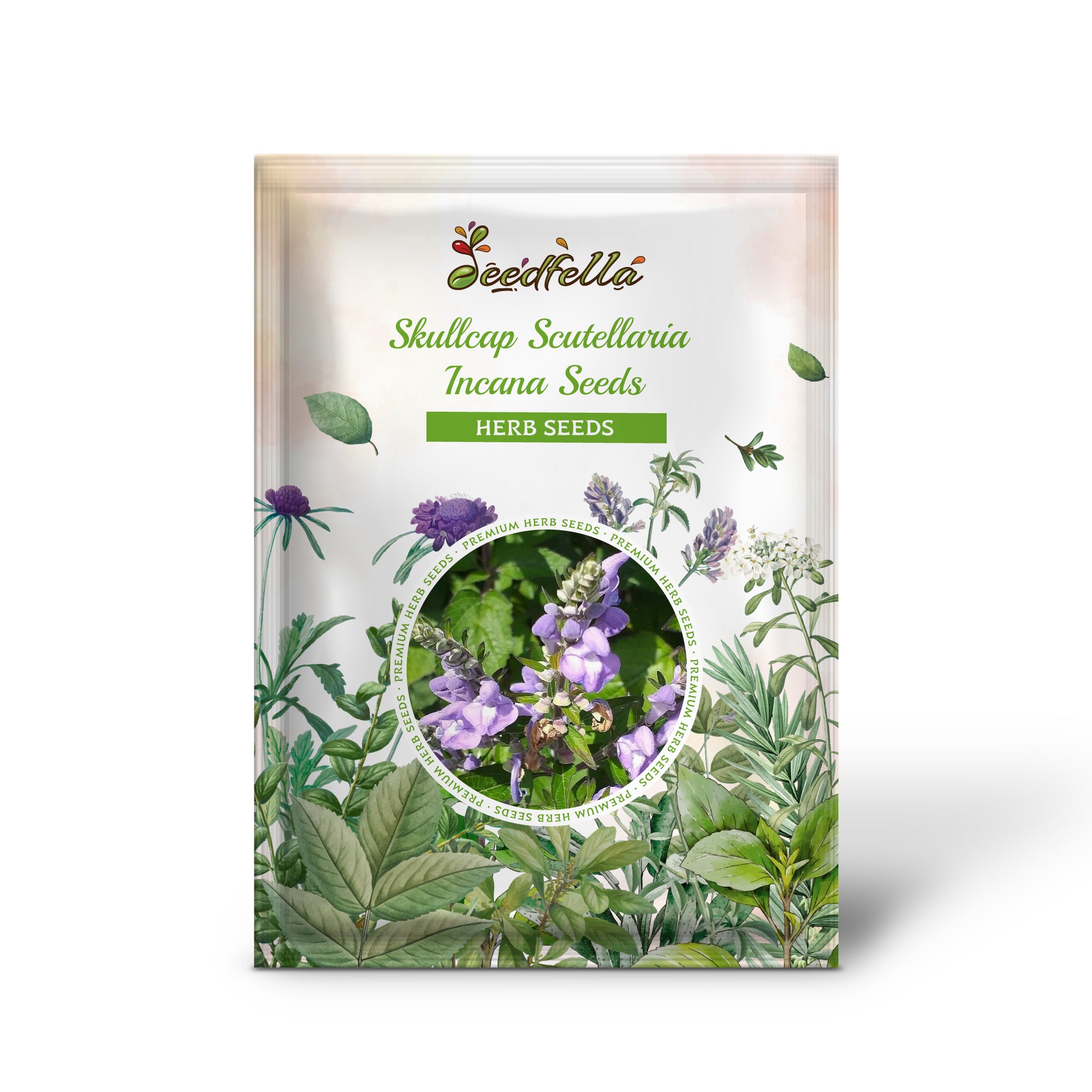 Scutellaria incana seedlings in garden soil