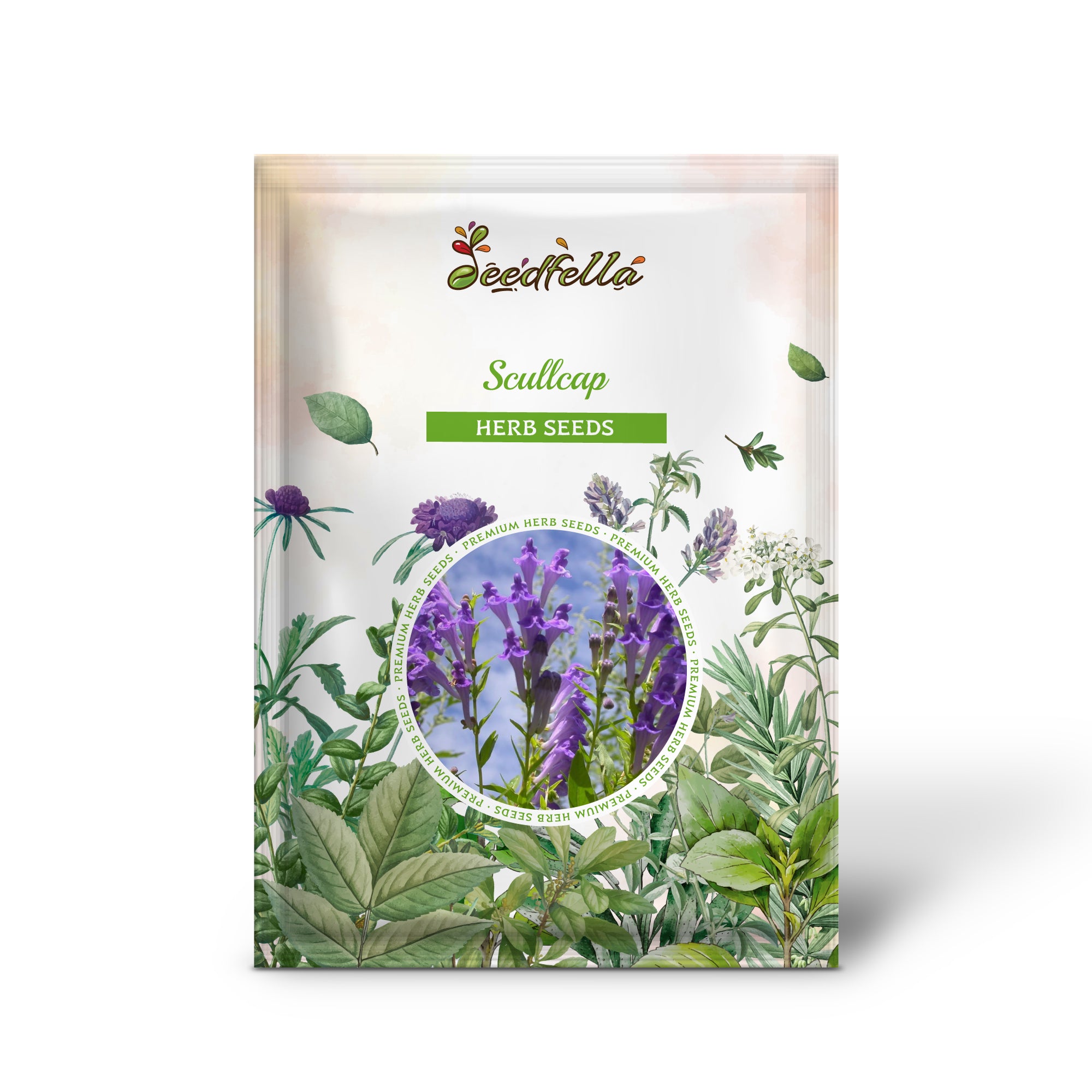 Scutellaria lateriflora blue flowers grown from seeds