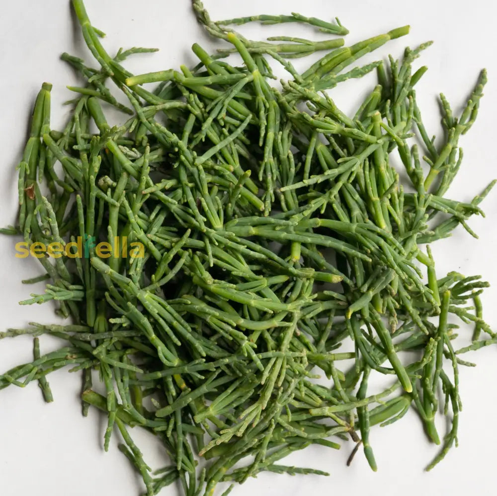 Sea Bean seeds coastal green variety for planting