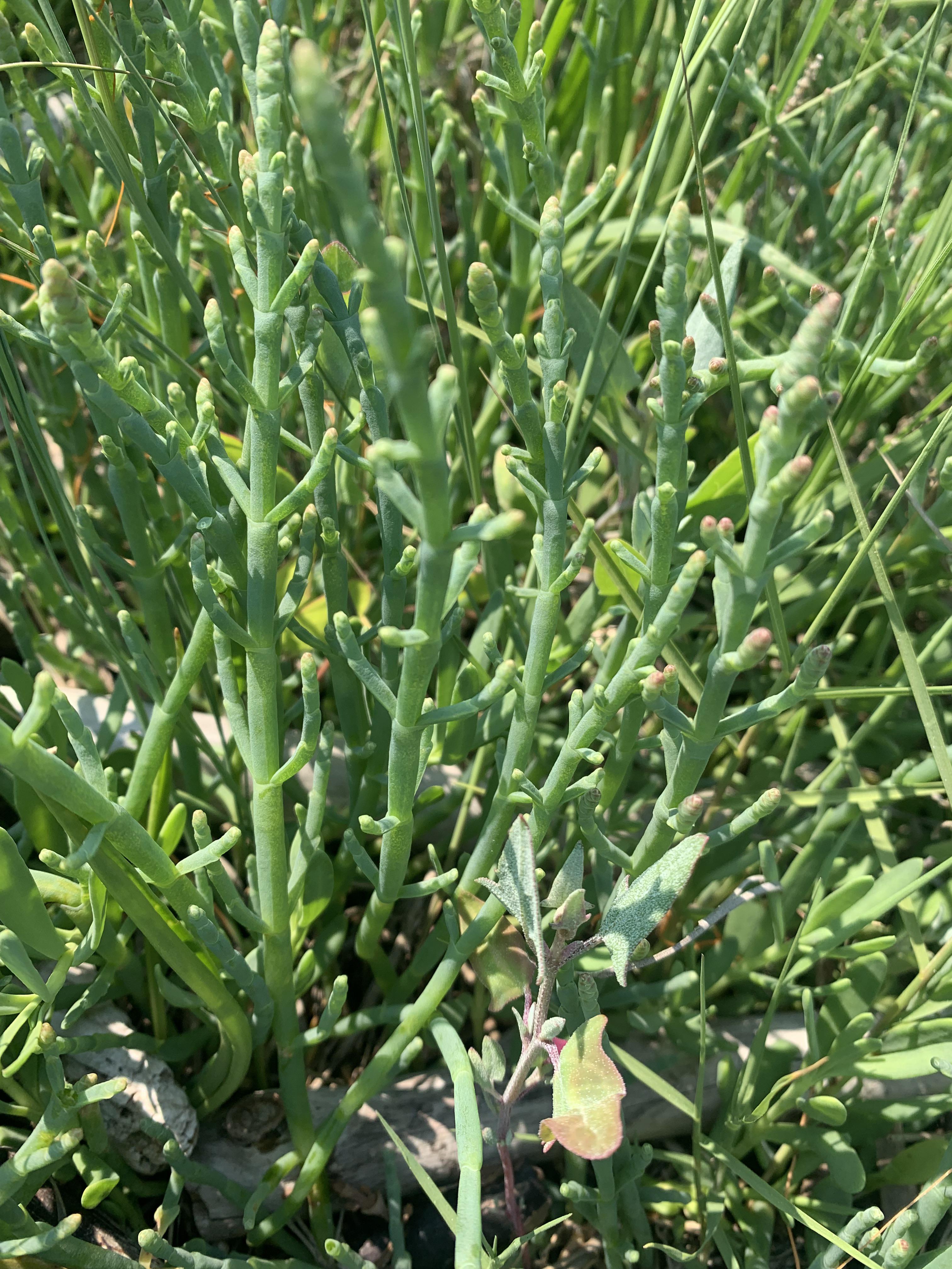 Sea Bean seeds with strong germination rates