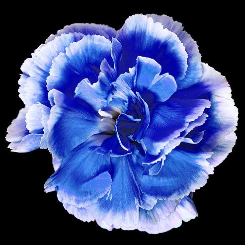 Sea Blue Dianthus Flower Seeds for Elegant Garden Planting