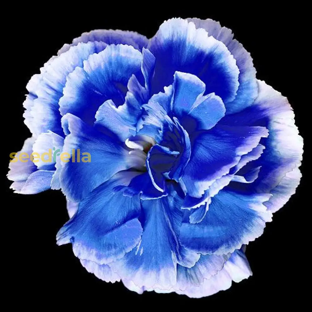 Sea Blue Dianthus Seeds For Planting - Elegant Blooms