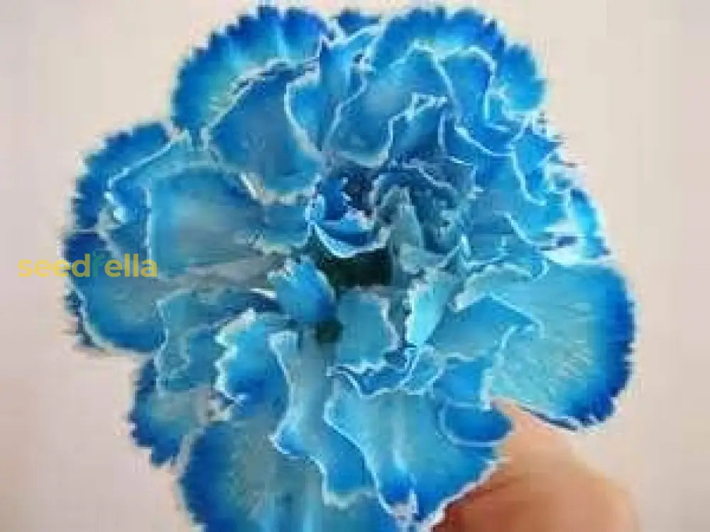 Sea Blue Dianthus Seeds For Planting - Elegant Blooms