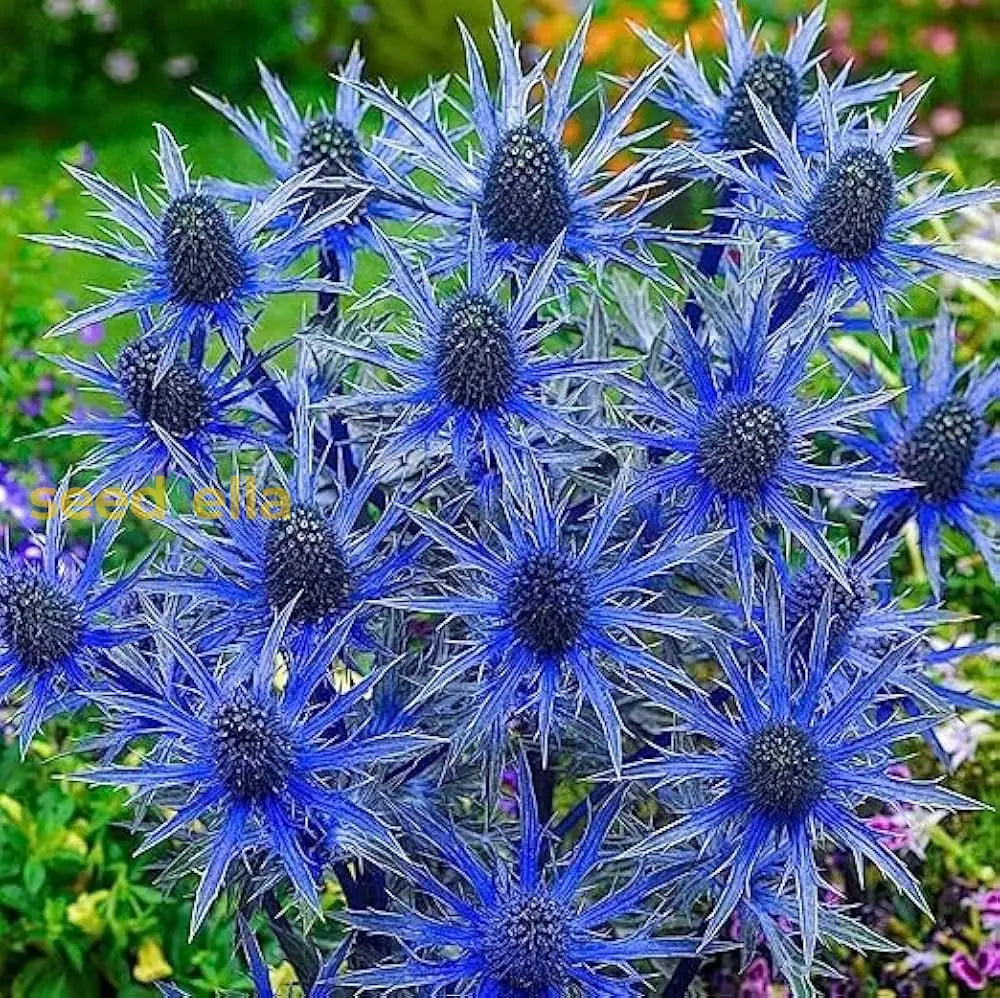 Sea Blue Holly Flower Planting  Seeds For Stunning Blooms In Your Garden