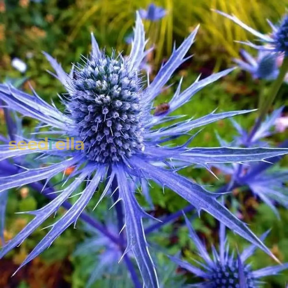 Sea Blue Holly Flower Planting  Seeds For Stunning Blooms In Your Garden