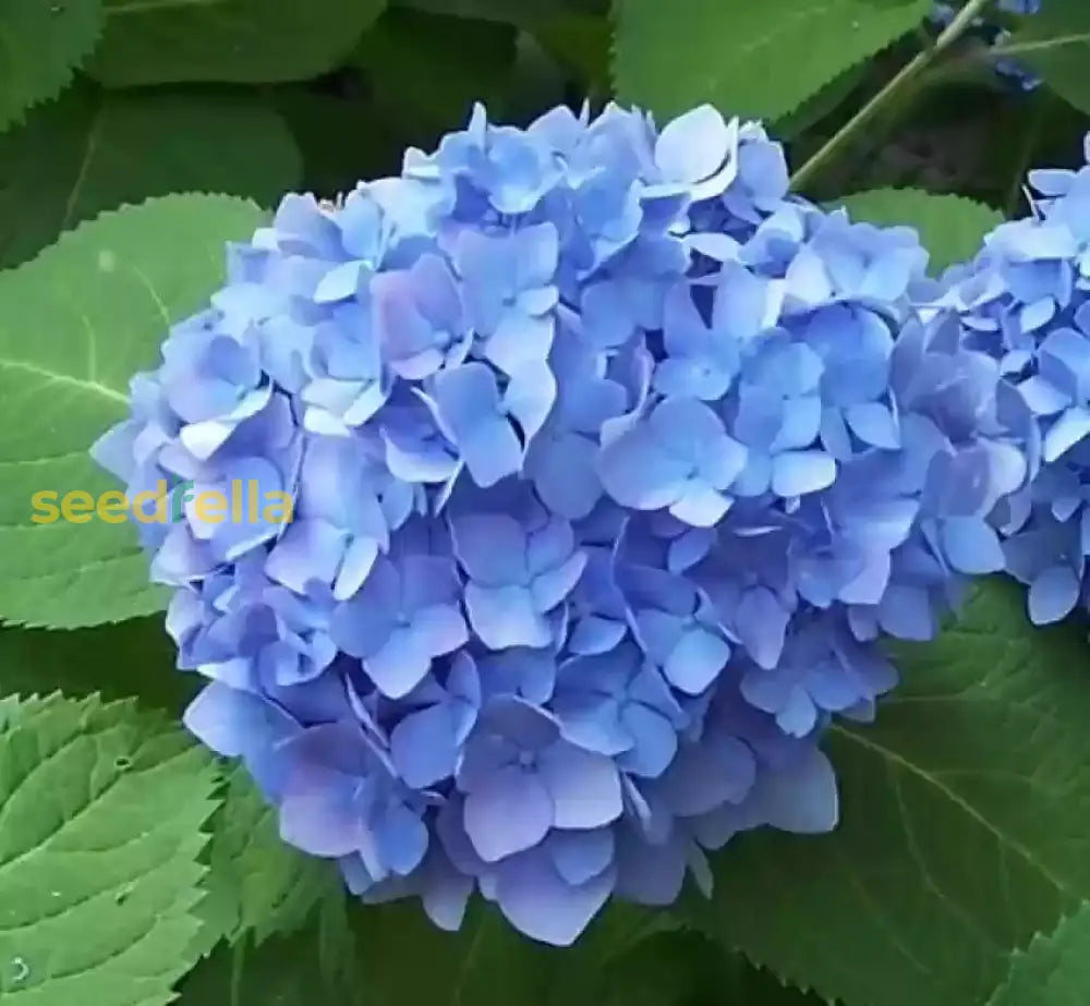 Sea Blue Hydrangea Flower Seeds For Planting  Stunning Blooms In Your Garden