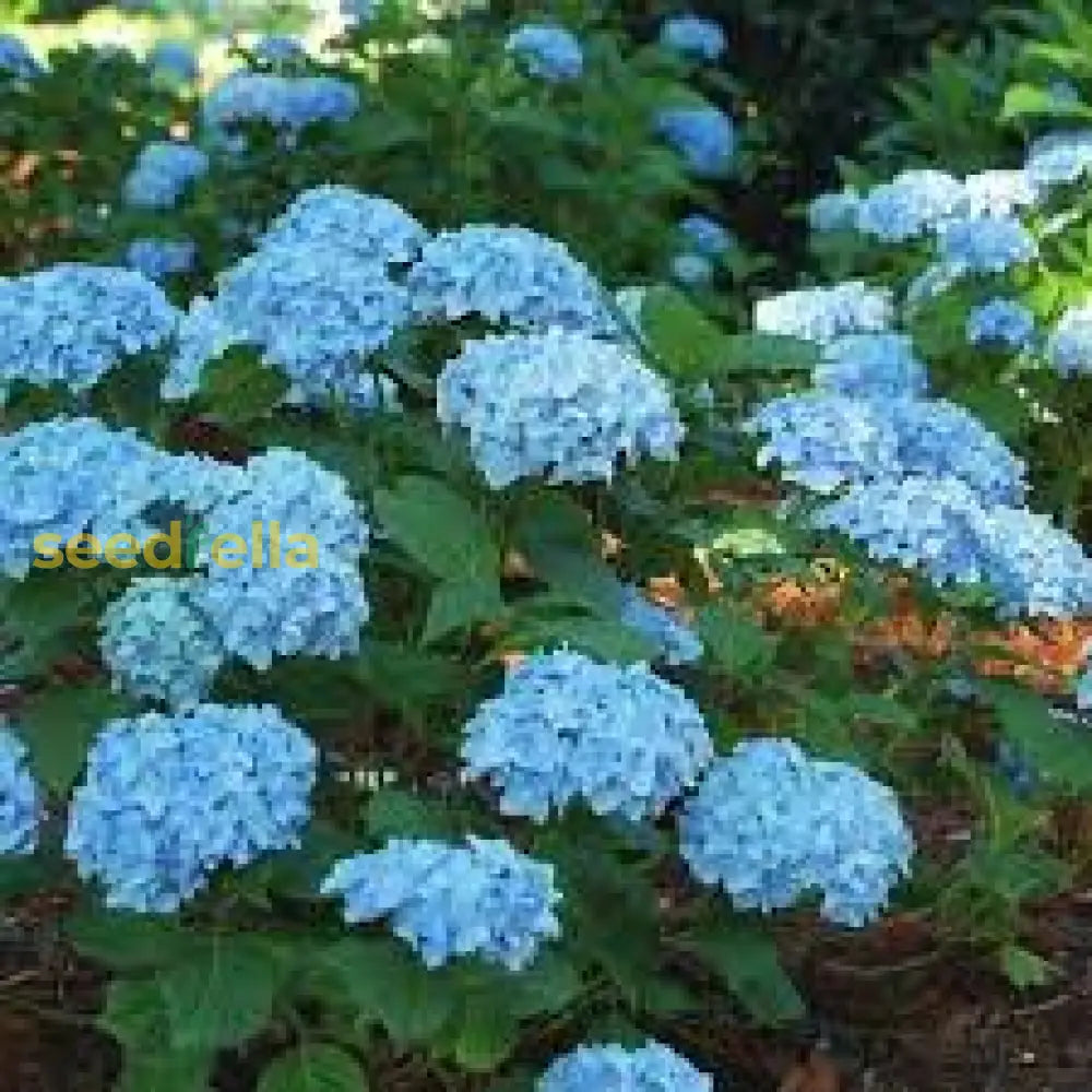 Sea Blue Hydrangea Flower Seeds For Planting  Stunning Blooms In Your Garden