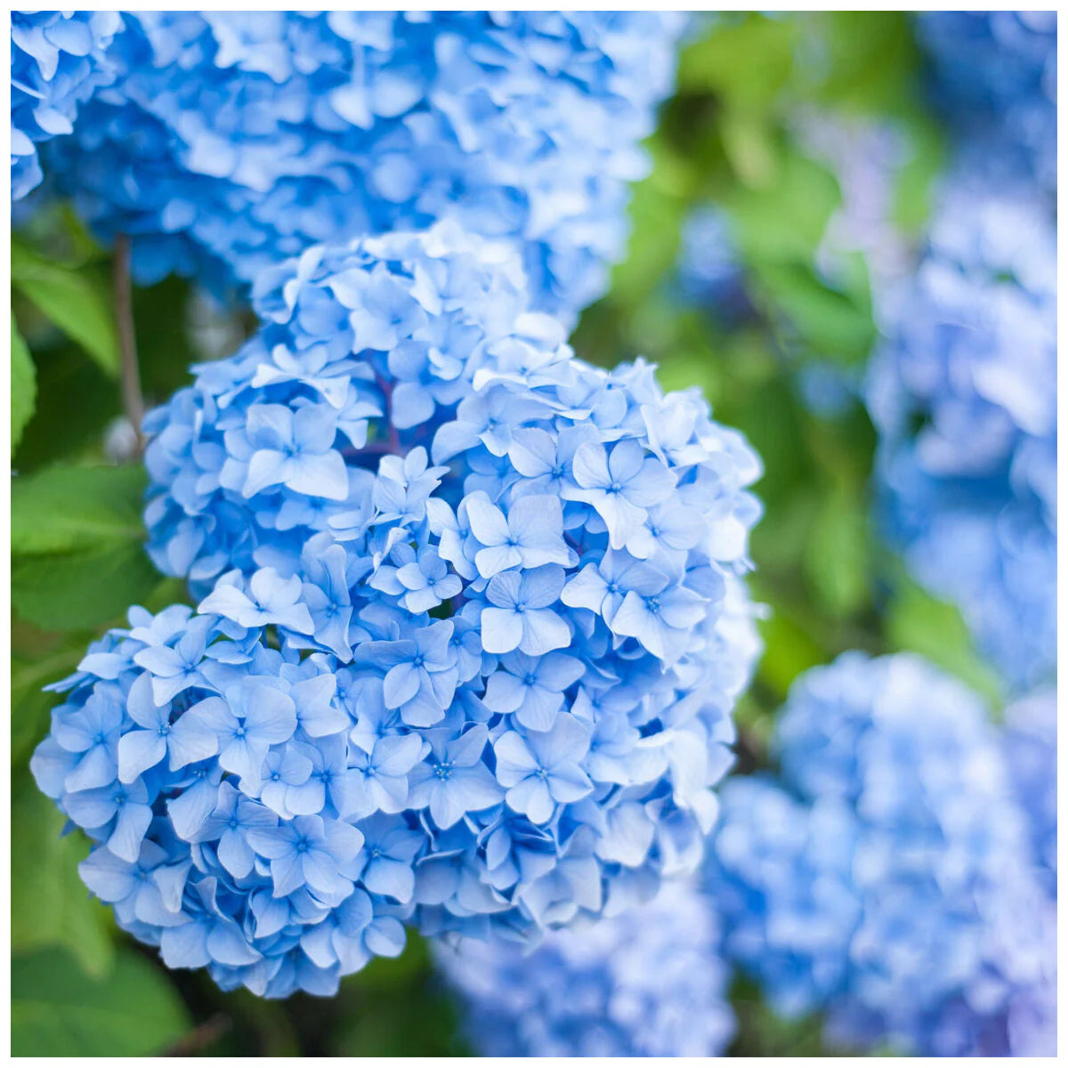 Sea Blue Hydrangea Flower Seeds