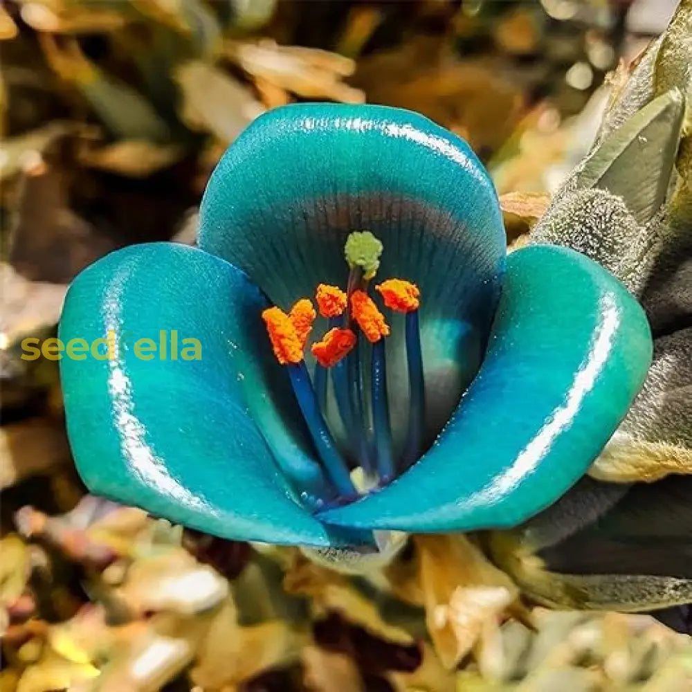 Sea Blue Puya Alpestris Planting Seeds For Exotic Garden Displays - Unique And Striking Floral