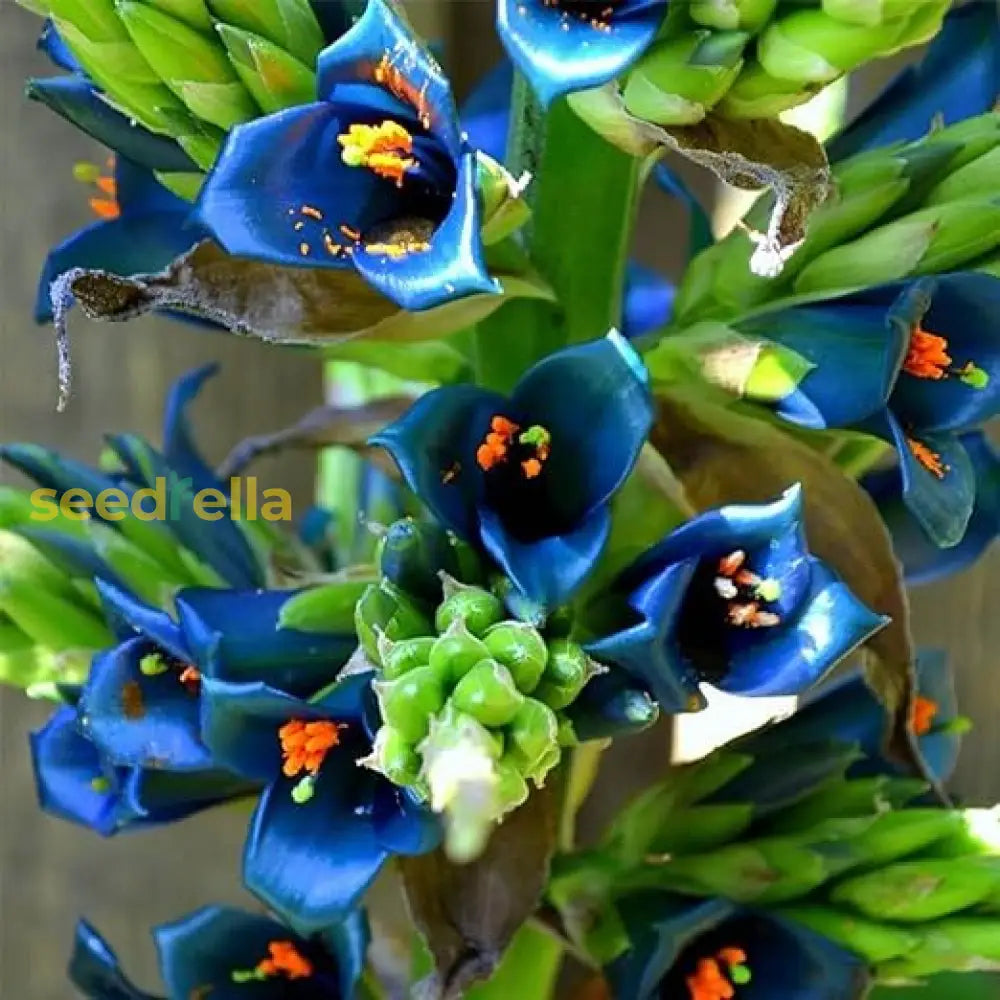 Sea Blue Puya Alpestris Planting Seeds For Exotic Garden Displays - Unique And Striking Floral