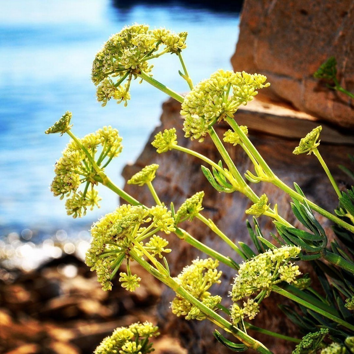 Rock Samphire herb with edible leaves and flowers