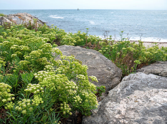 Sea Fennel plant with succulent leaves and yellow flowers