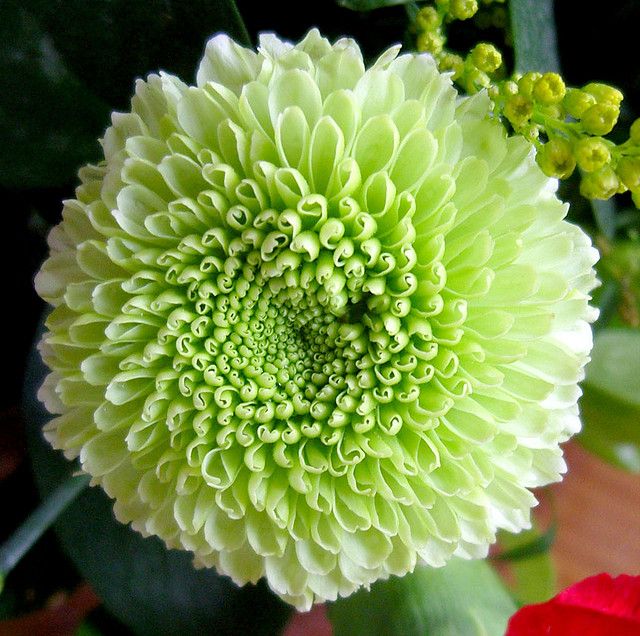 Sea Green Dahlia Flower Seeds for Planting
