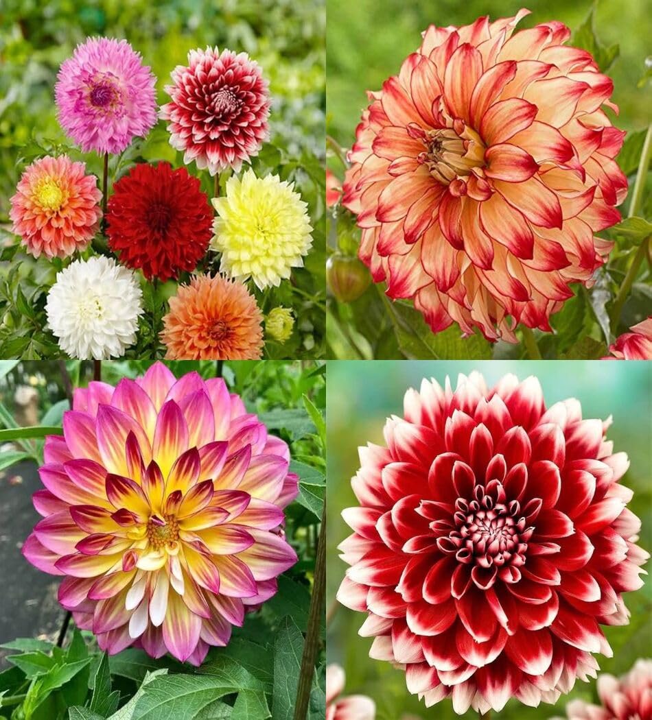 Sea Green Dahlia Flower Seeds for Planting