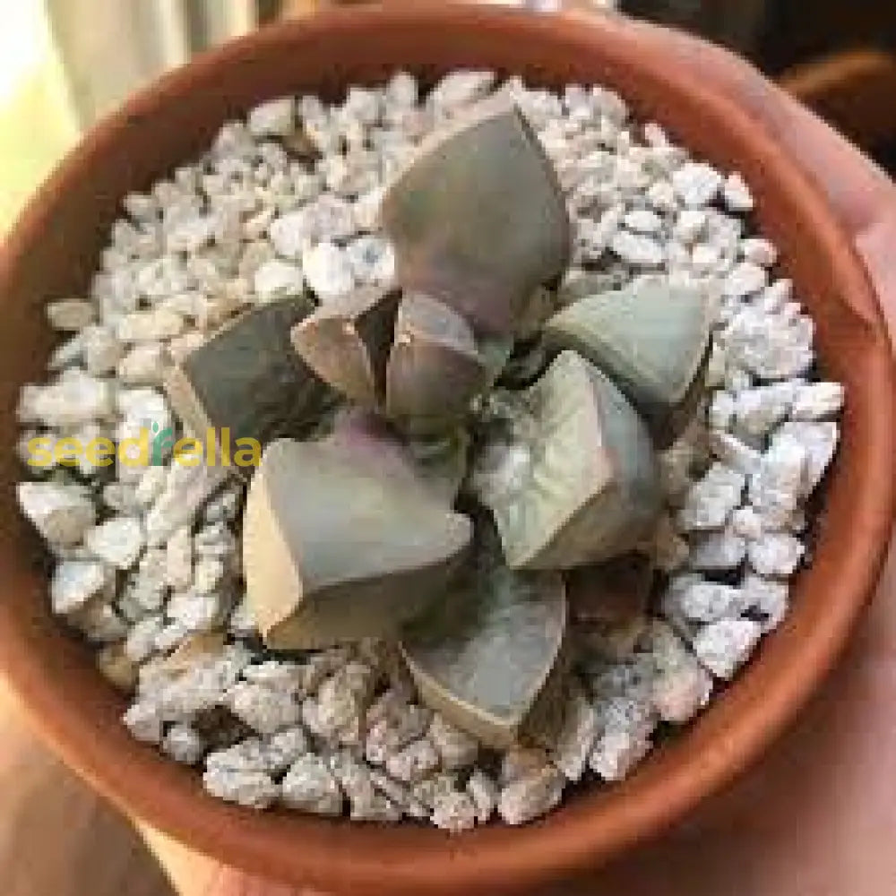 Sea Green Lapidaria Margaretae Plant Seeds - Perfect For Your Garden