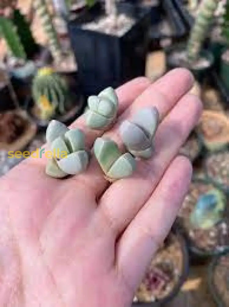 Sea Green Lapidaria Margaretae Plant Seeds - Perfect For Your Garden