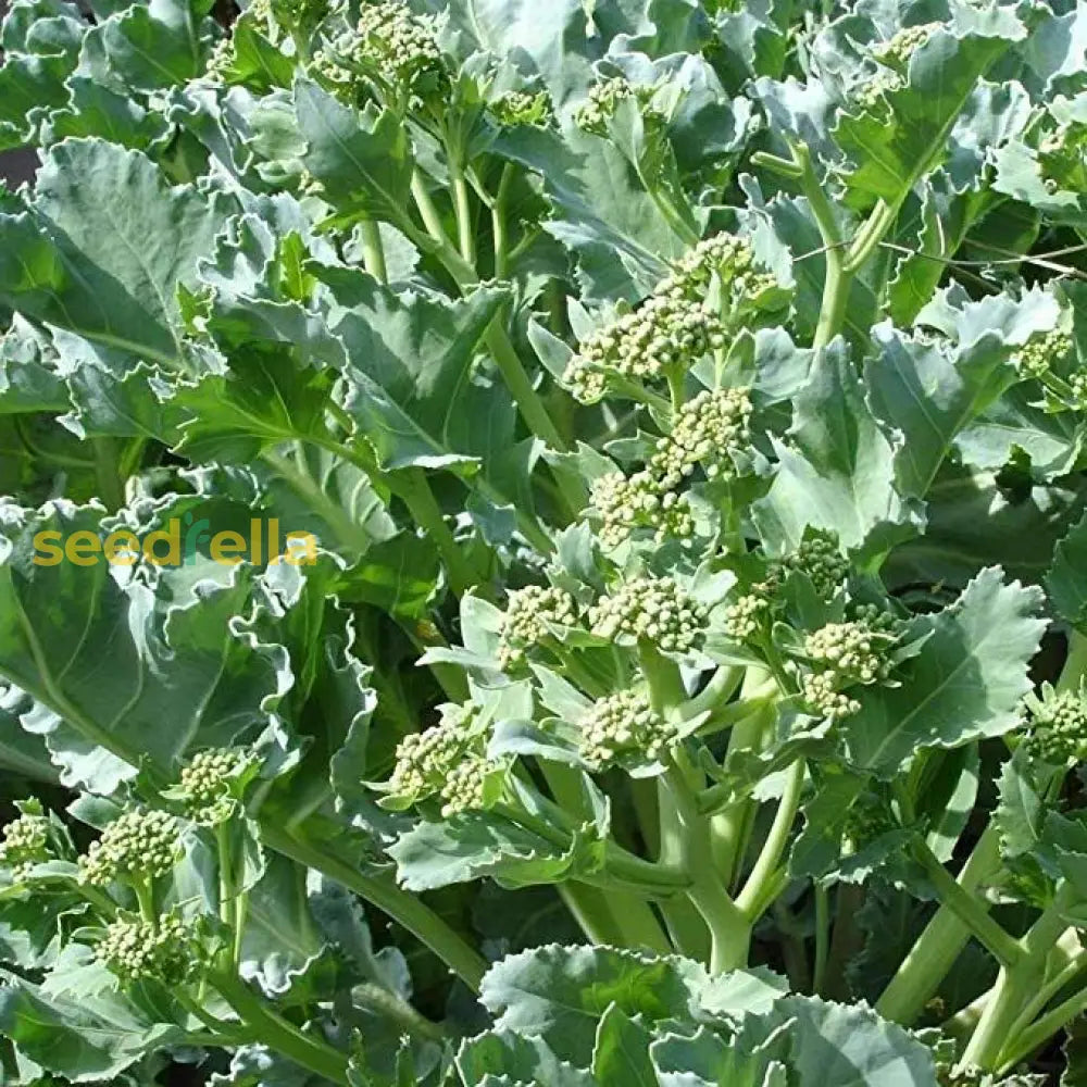 Sea Kale seeds for planting in home gardens